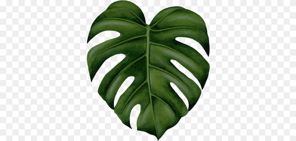 Google Maps High Resolution Monstera Leaf, Plant Free Transparent Png