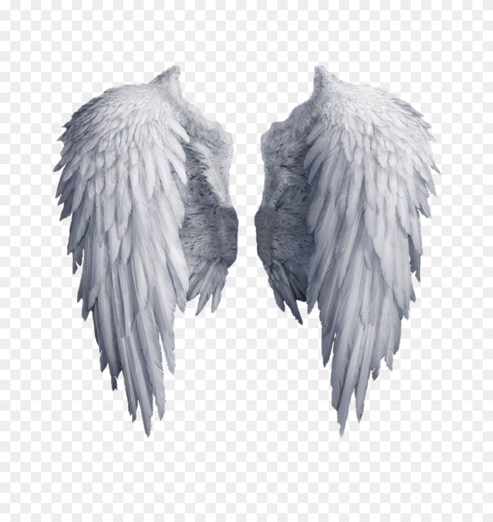 Google Official Psds Angel Wings, Animal, Bird, Art Png Image