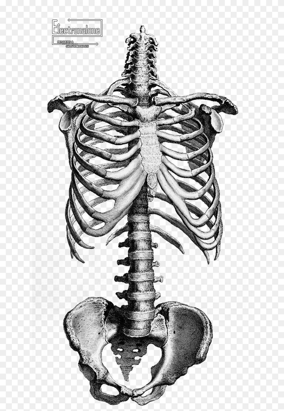 Google Recherche Dimages Correspondant Anatomy Human Skeleton Drawing, Body Part, Person, Torso, Ct Scan Free Png