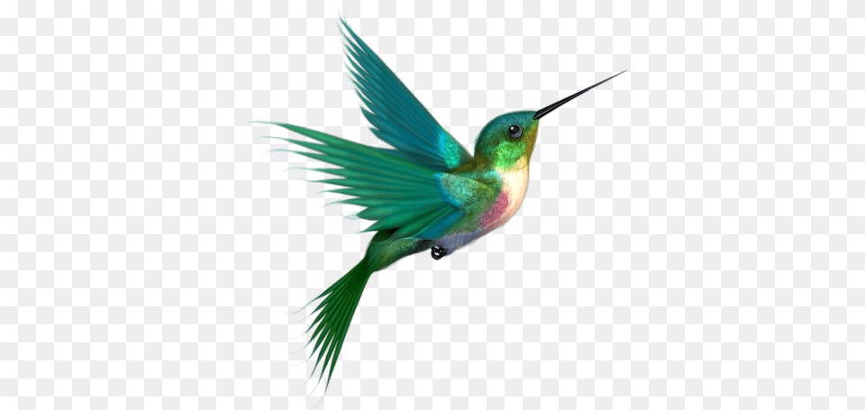 Google Result For Http Hummingbirds, Animal, Bird, Hummingbird Free Png Download
