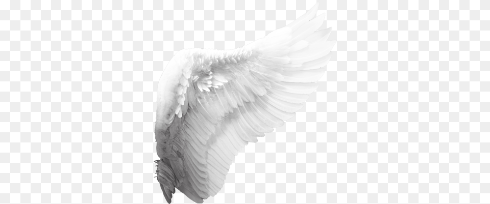 Google Search Angel Wings Tumblr Transparent Background Angel Wings, Animal, Bird Free Png