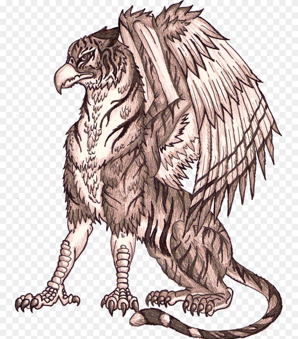 Google Search Fairytale Creatures Griffins Fairy Eagle Griffin And Tiger, Animal, Bird, Vulture, Art Png Image