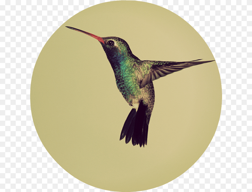 Googles Hummingbird In A Non Hummingbird Facts For Kids, Animal, Bird Png