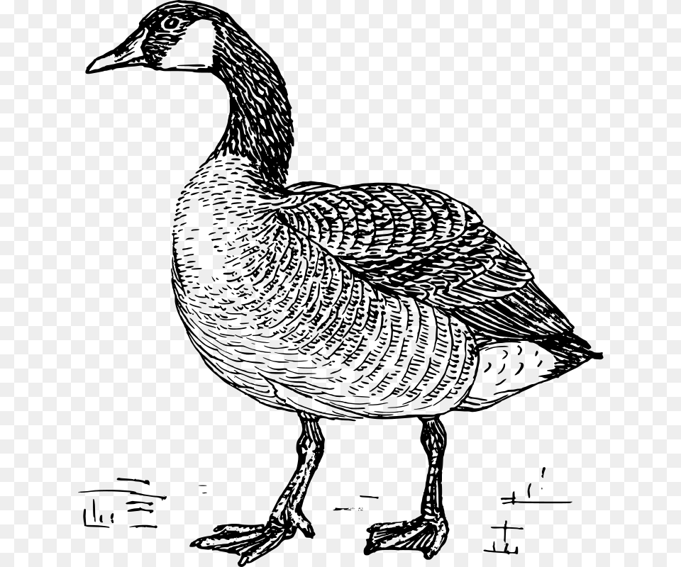 Goose, Gray Png