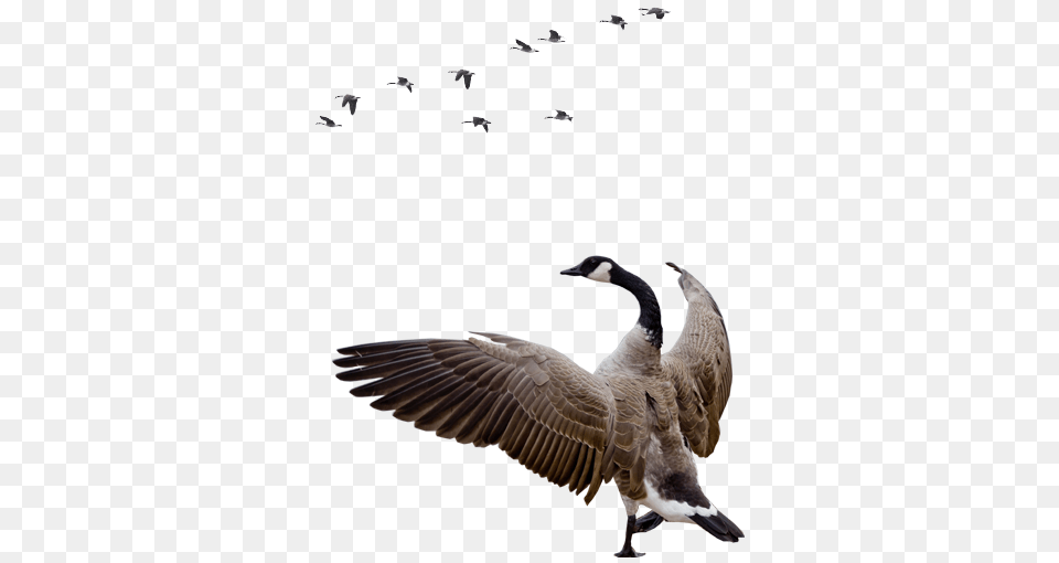 Goose, Animal, Bird, Waterfowl, Flying Png Image