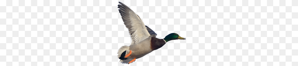 Goose, Animal, Anseriformes, Bird, Waterfowl Free Png