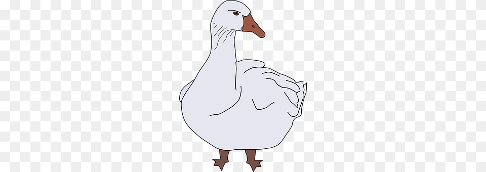 Goose Animal, Bird, Waterfowl, Person Free Png Download