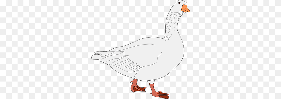 Goose Animal, Bird, Waterfowl, Person Png Image