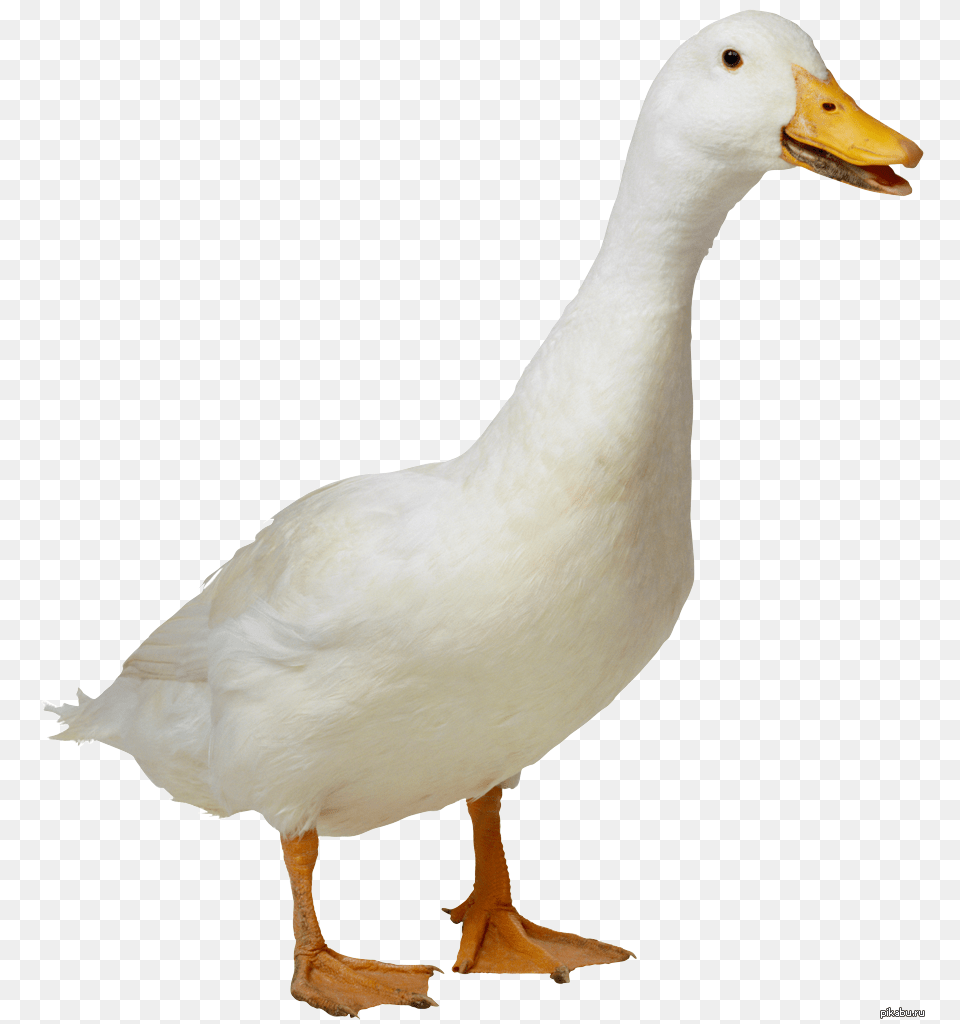 Goose, Animal, Bird, Anseriformes, Duck Png Image