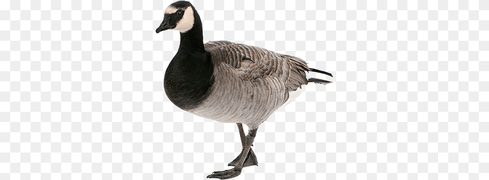 Goose, Animal, Bird, Waterfowl Png