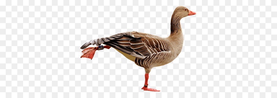 Goose Animal, Bird, Waterfowl Free Png
