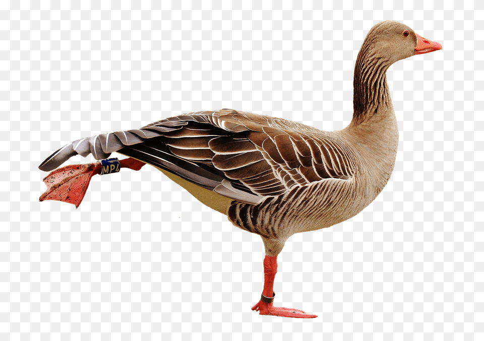 Goose Animal, Bird, Waterfowl, Anseriformes Png Image