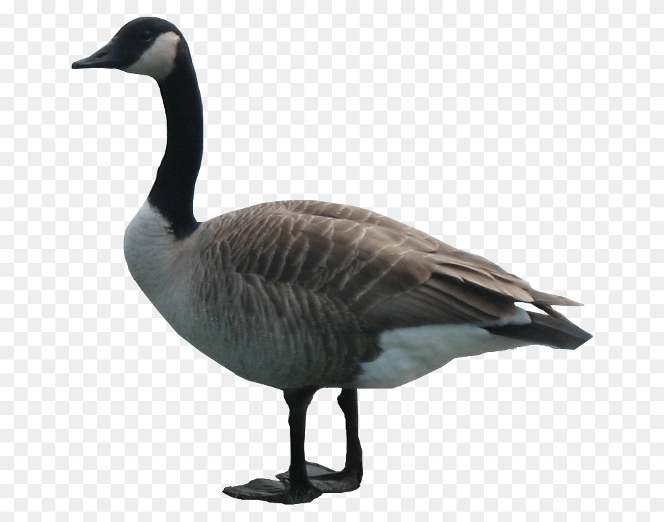 Goose, Animal, Bird, Waterfowl, Anseriformes Free Png