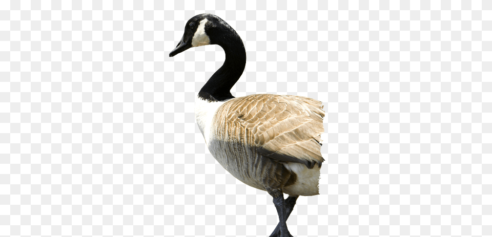 Goose, Animal, Bird, Waterfowl Free Png Download