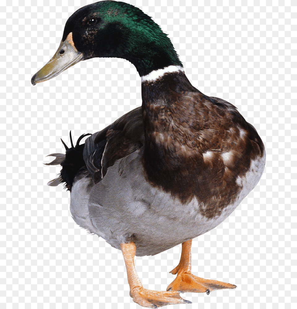 Goose, Animal, Anseriformes, Bird, Teal Free Transparent Png