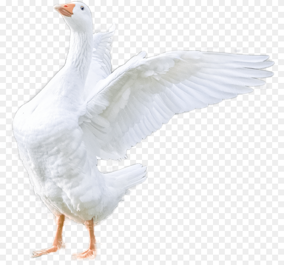 Goose, Animal, Bird, Waterfowl Png