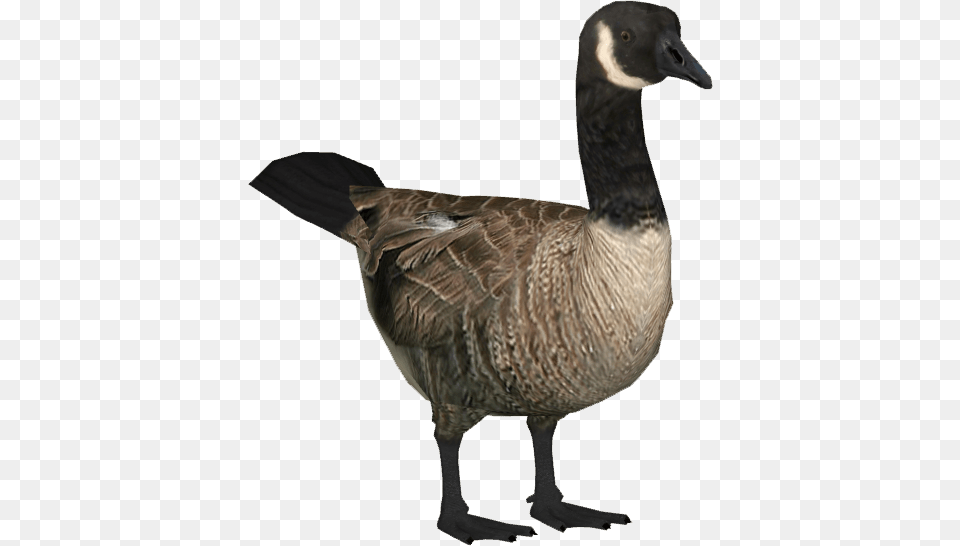 Goose, Animal, Bird, Waterfowl Free Png