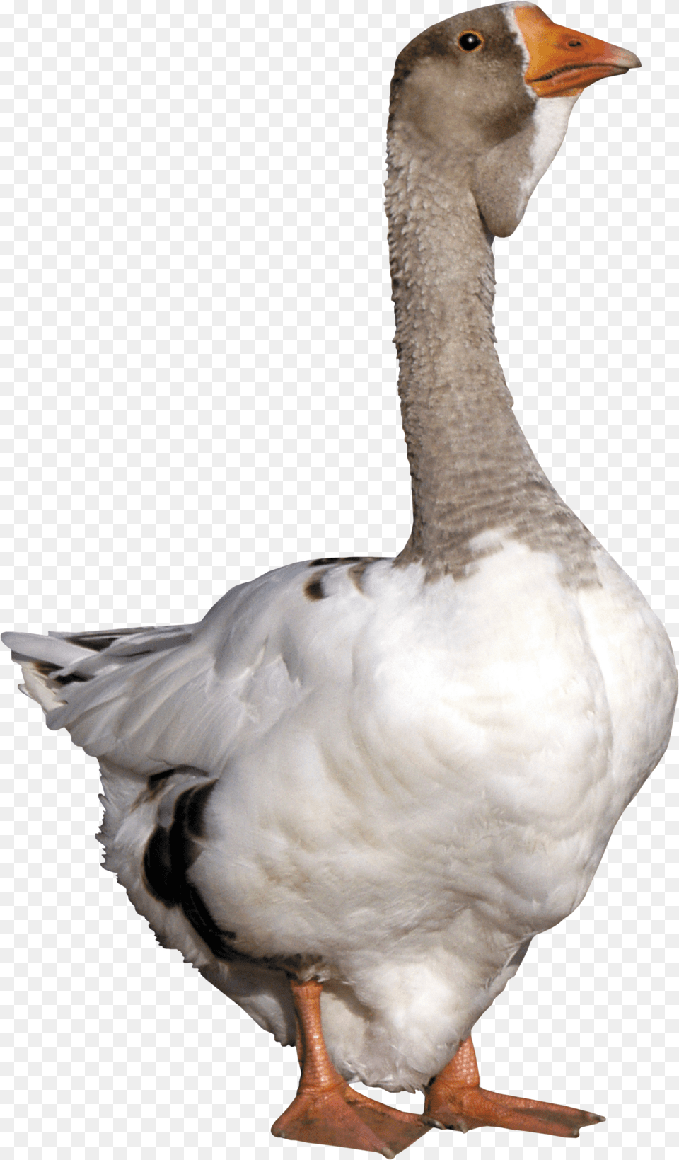 Goose, Animal, Bird, Waterfowl, Anseriformes Free Png Download