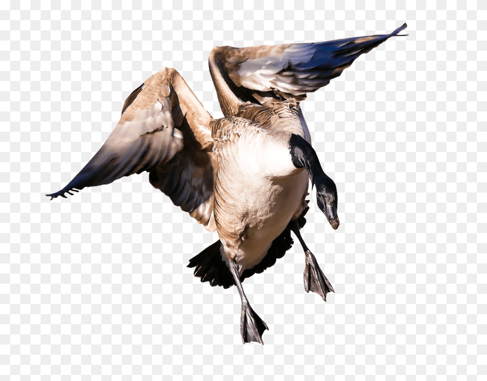 Goose, Animal, Bird, Flying, Waterfowl Free Png Download