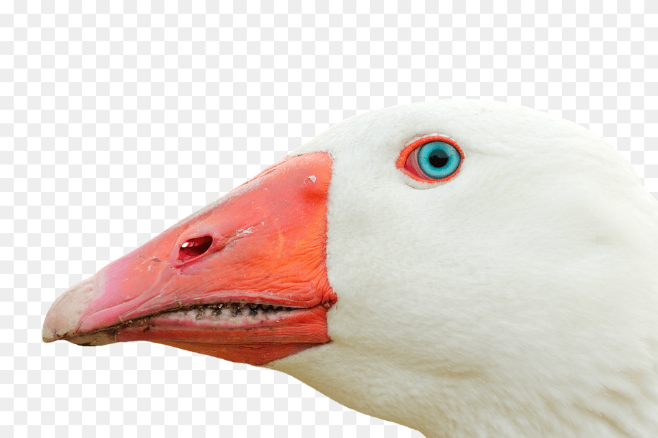 Goose Animal, Beak, Bird, Waterfowl Free Transparent Png
