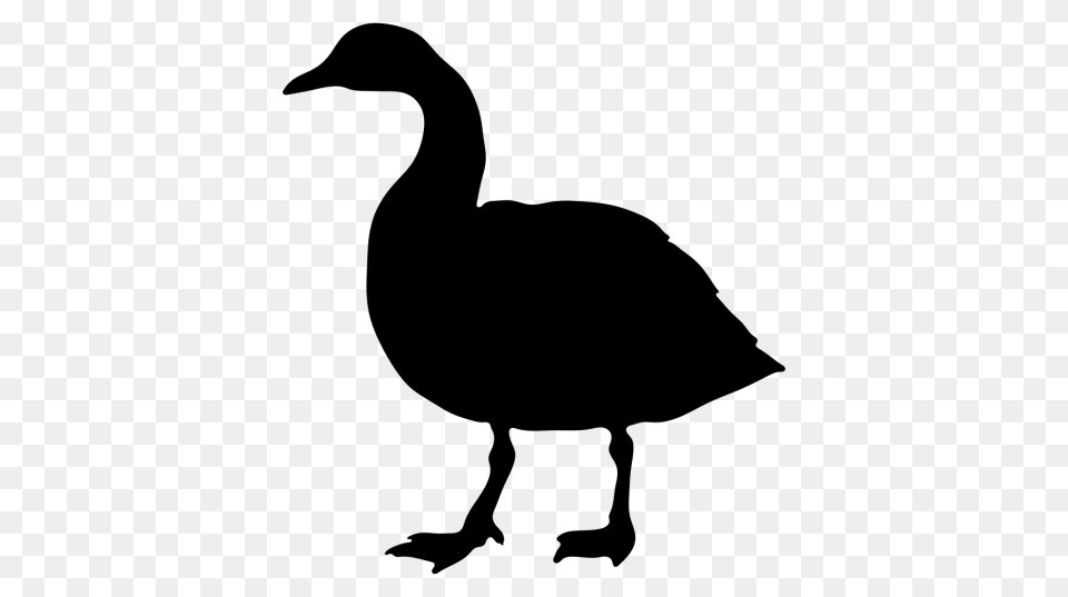 Goose, Animal, Bird, Waterfowl Png