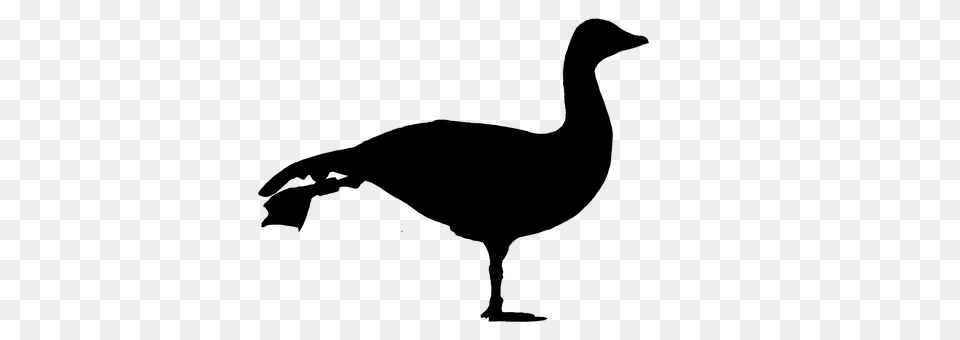 Goose Gray Png Image