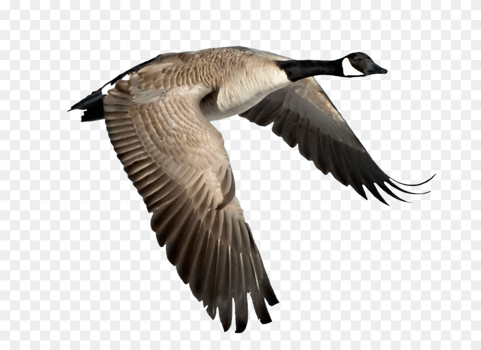 Goose, Animal, Bird, Waterfowl, Flying Free Transparent Png