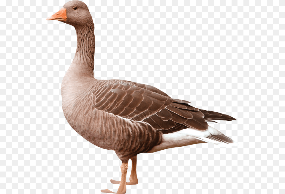 Goose, Animal, Bird, Waterfowl Free Png Download