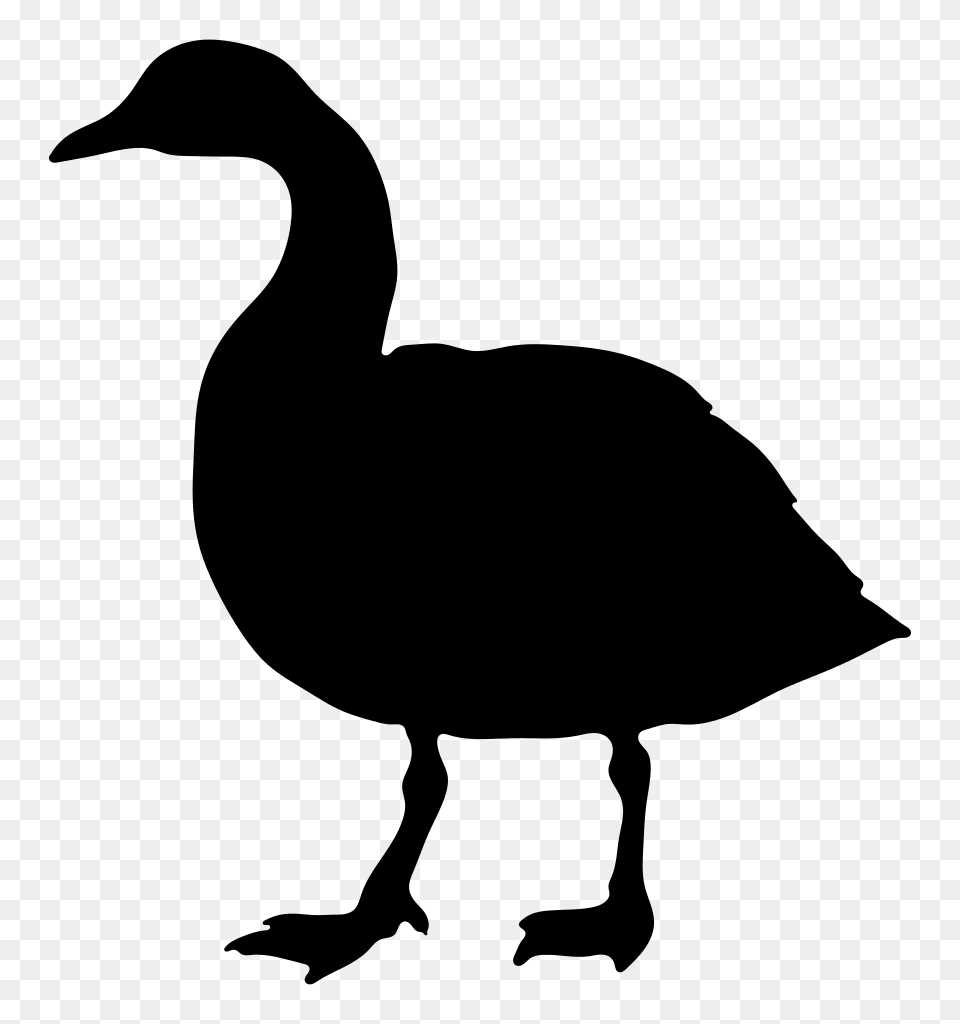 Goose, Gray Png Image