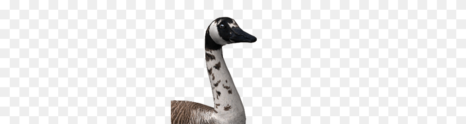 Goose, Animal, Bird, Waterfowl, Anseriformes Png Image