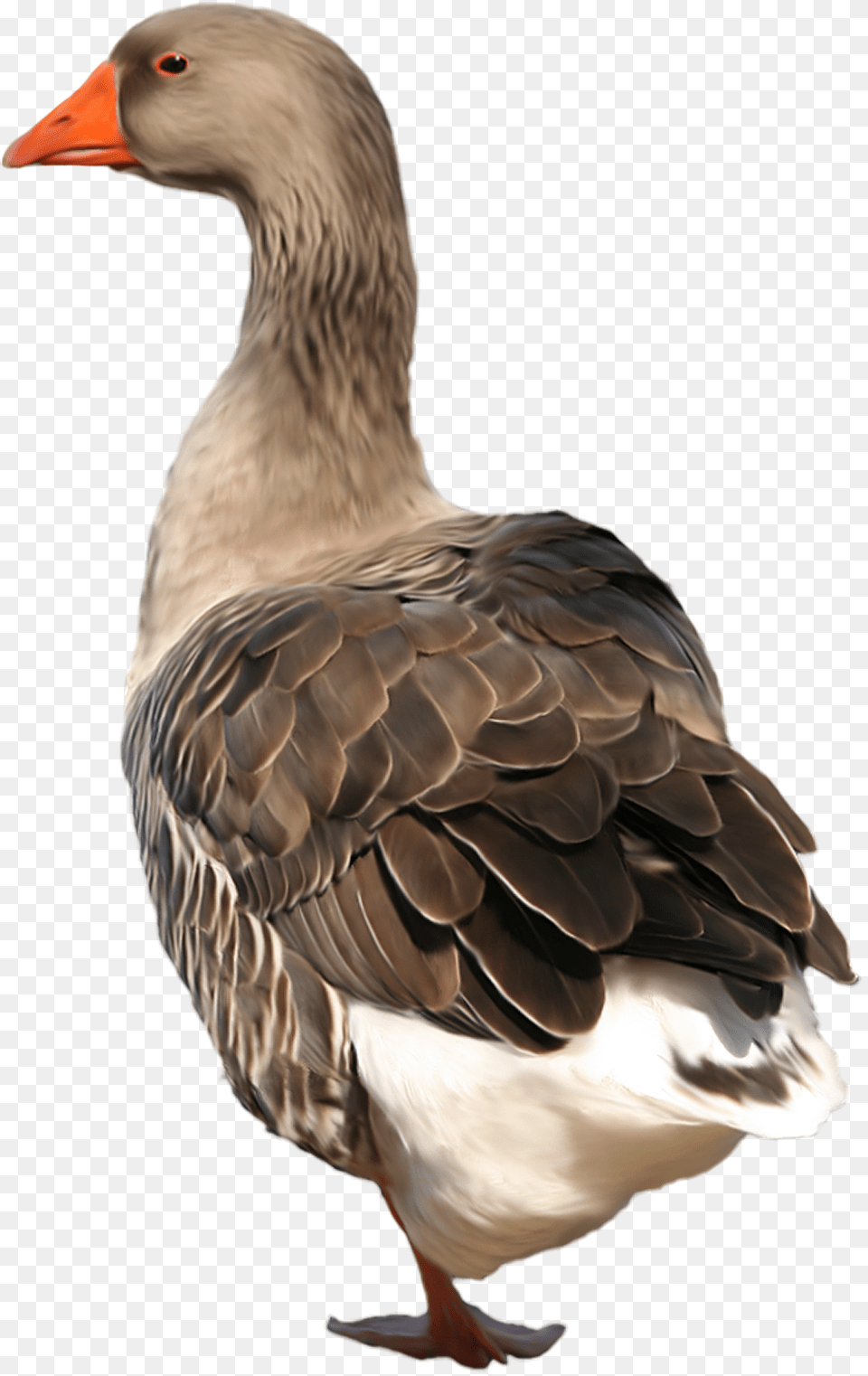 Goose, Animal, Bird, Waterfowl, Anseriformes Free Png