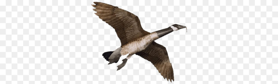 Goose, Animal, Bird, Waterfowl Free Png Download