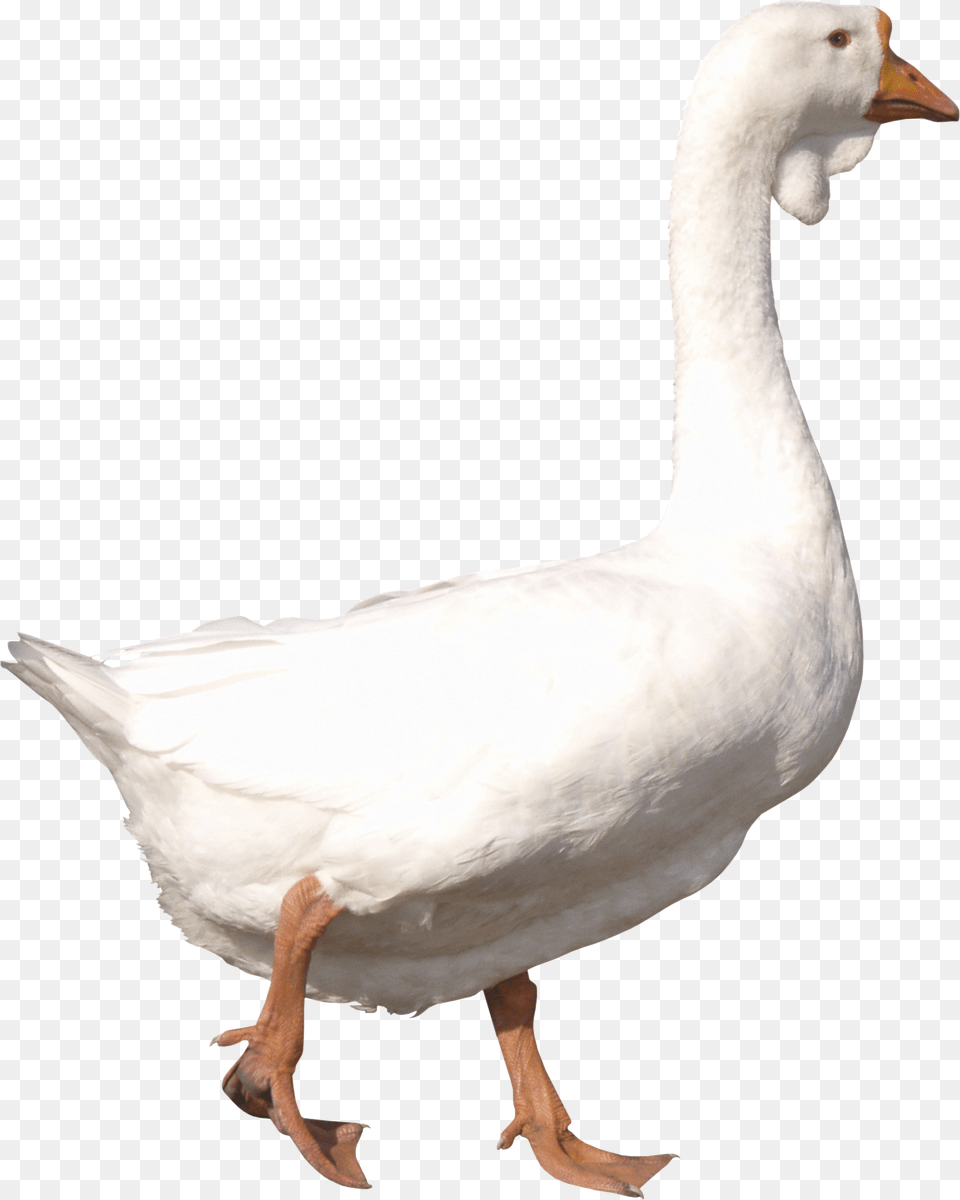 Goose, Animal, Bird, Waterfowl, Anseriformes Free Png