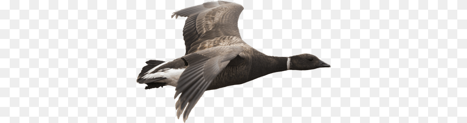 Goose, Animal, Bird, Waterfowl Free Png Download