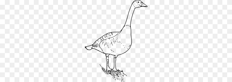 Goose Gray Free Transparent Png