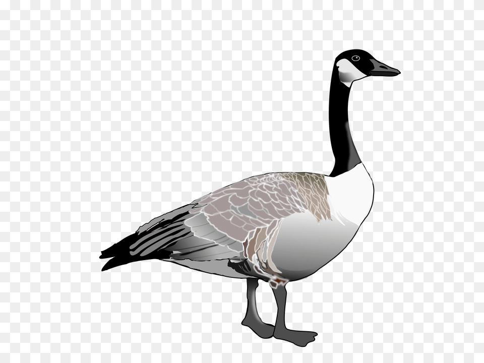 Goose, Animal, Bird, Waterfowl Free Png