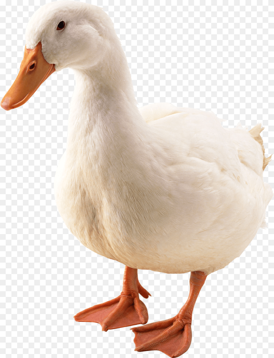 Goose, Animal, Duck, Bird, Waterfowl Free Png Download