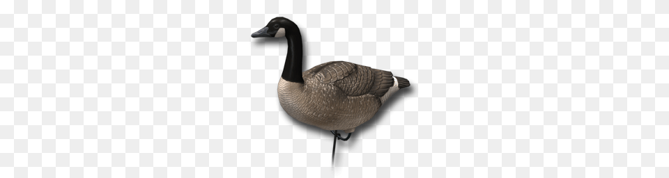 Goose, Animal, Bird, Waterfowl, Anseriformes Free Png Download