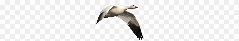 Goose, Animal, Bird, Waterfowl Png