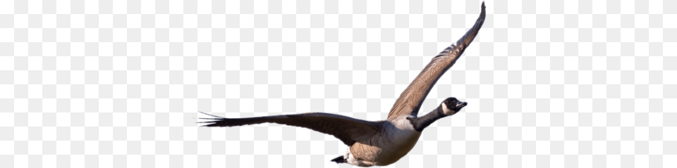 Goose, Animal, Bird, Flying, Waterfowl Free Transparent Png