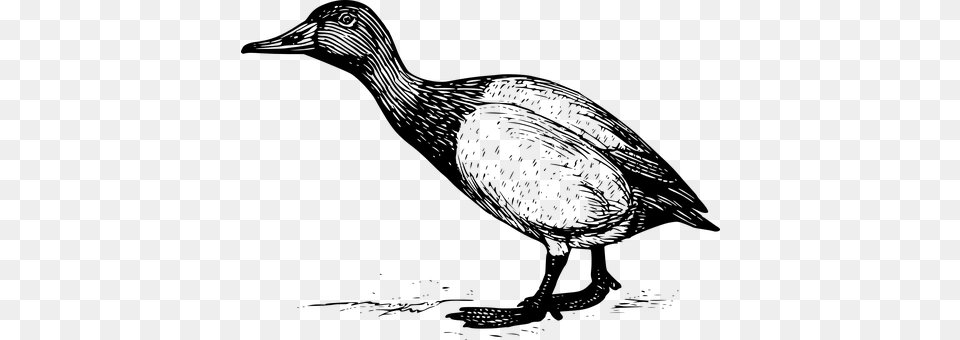 Goose Gray Png Image
