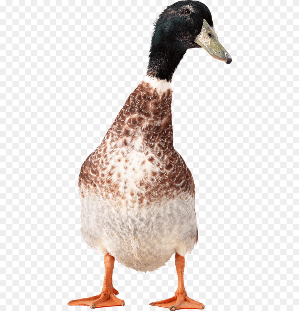 Goose, Animal, Anseriformes, Bird, Waterfowl Png Image