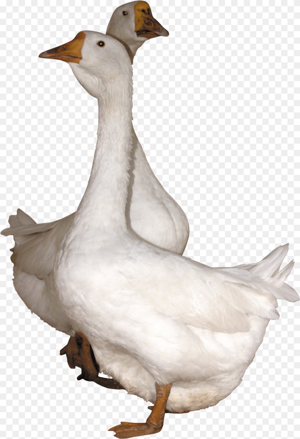 Goose, Animal, Bird, Waterfowl, Anseriformes Png