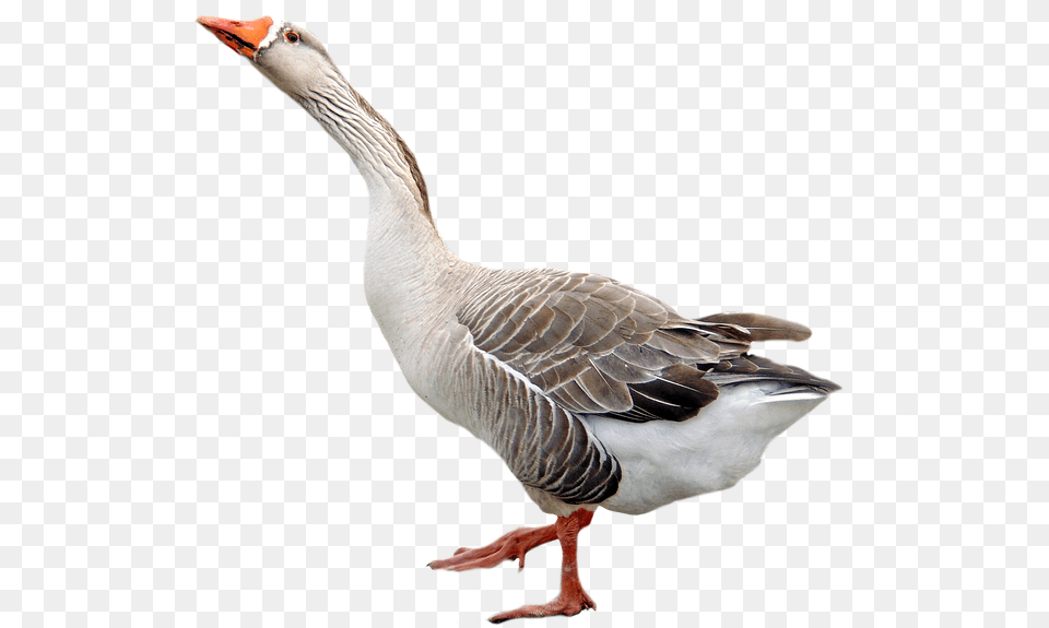Goose, Animal, Bird, Waterfowl Free Transparent Png