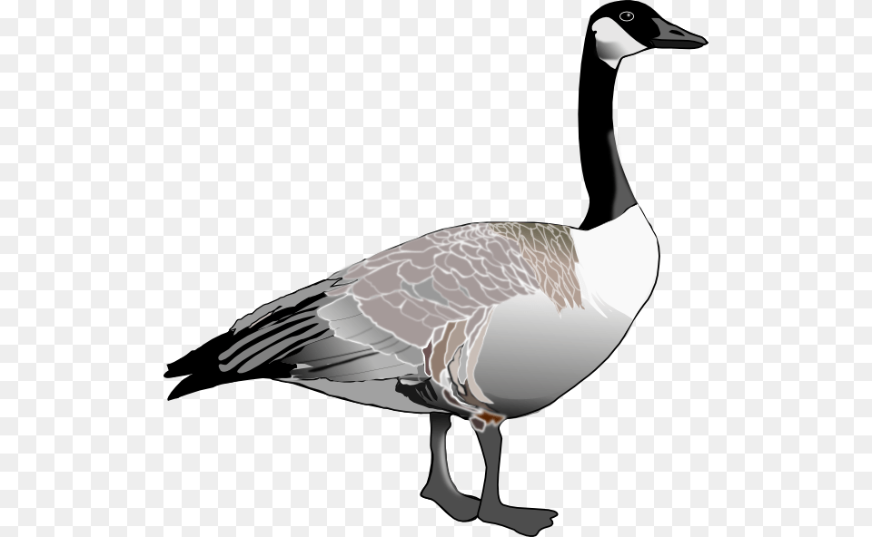 Goose, Animal, Bird, Waterfowl Png