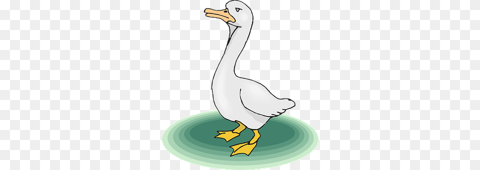 Goose Animal, Beak, Bird, Waterfowl Png