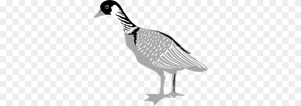 Goose Animal, Bird, Waterfowl Free Transparent Png