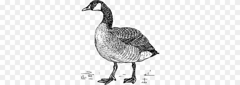 Goose Gray Free Transparent Png