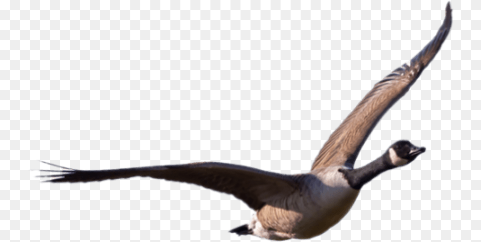 Goose, Animal, Bird, Flying, Waterfowl Free Png Download