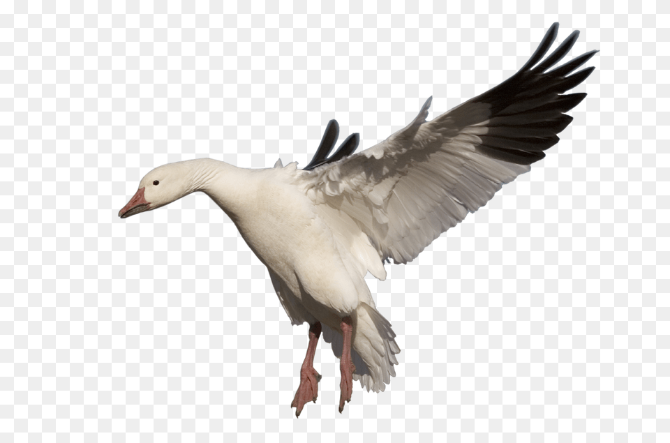 Goose, Animal, Bird, Waterfowl Free Png Download